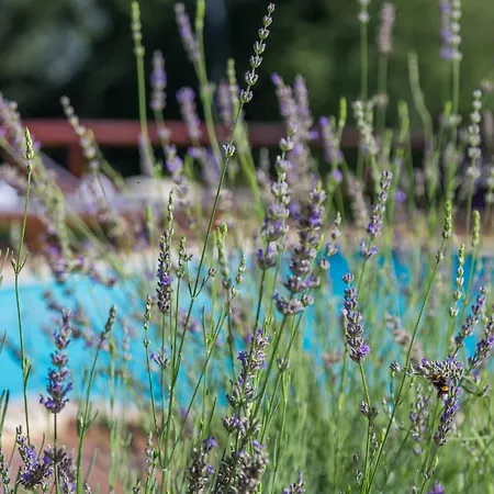 Eco Baldasi Villa Vižinada